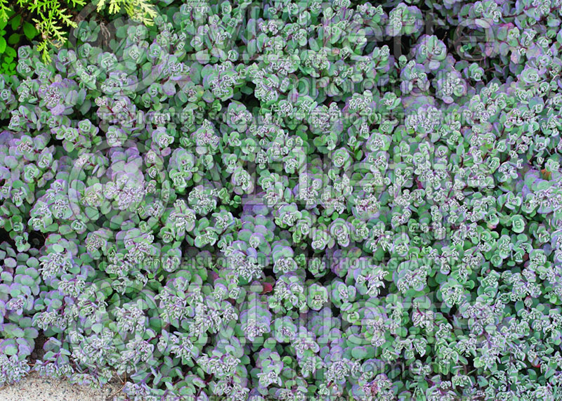 Sedum or Hylotelephium Lidakense (Stonecrop) 8 