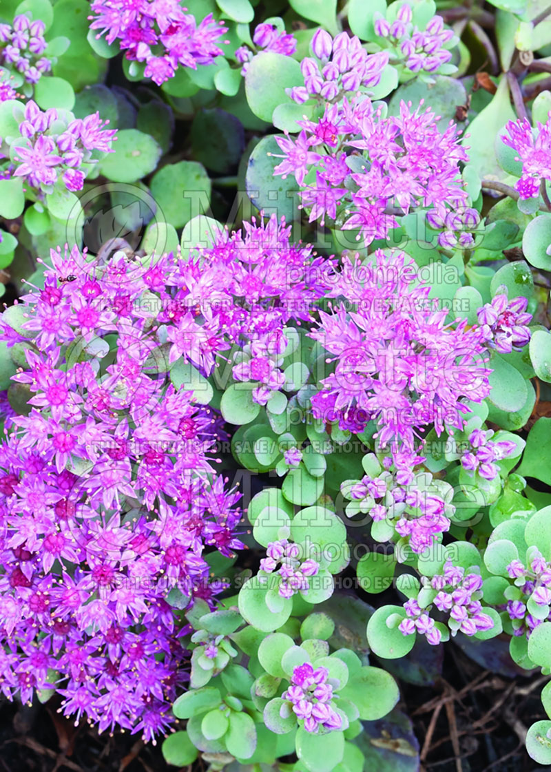 Sedum or Hylotelephium Lidakense (Stonecrop) 9 