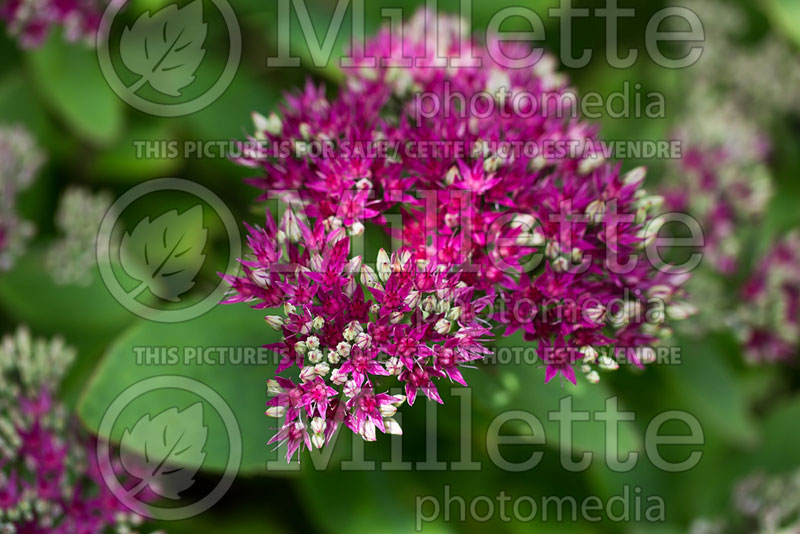 Sedum or Hylotelephium Class Act (Stonecrop) 1 