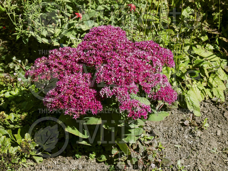 Sedum or Hylotelephium Class Act (Stonecrop) 5 