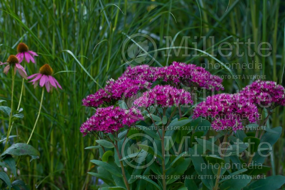 Sedum or Hylotelephium Class Act (Stonecrop) 4 