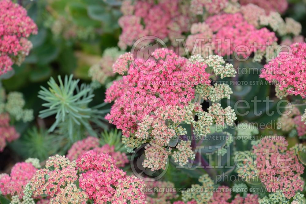 Sedum ou Hylotelephium Mr. Goodbud (Stonecrop) 3 