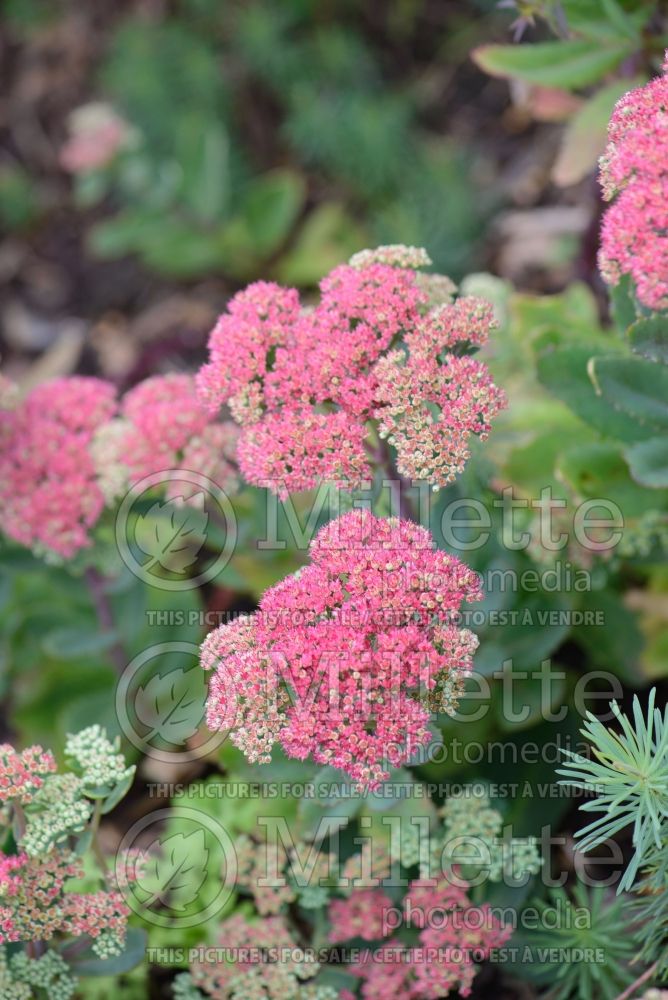 Sedum ou Hylotelephium Mr. Goodbud (Stonecrop) 4 