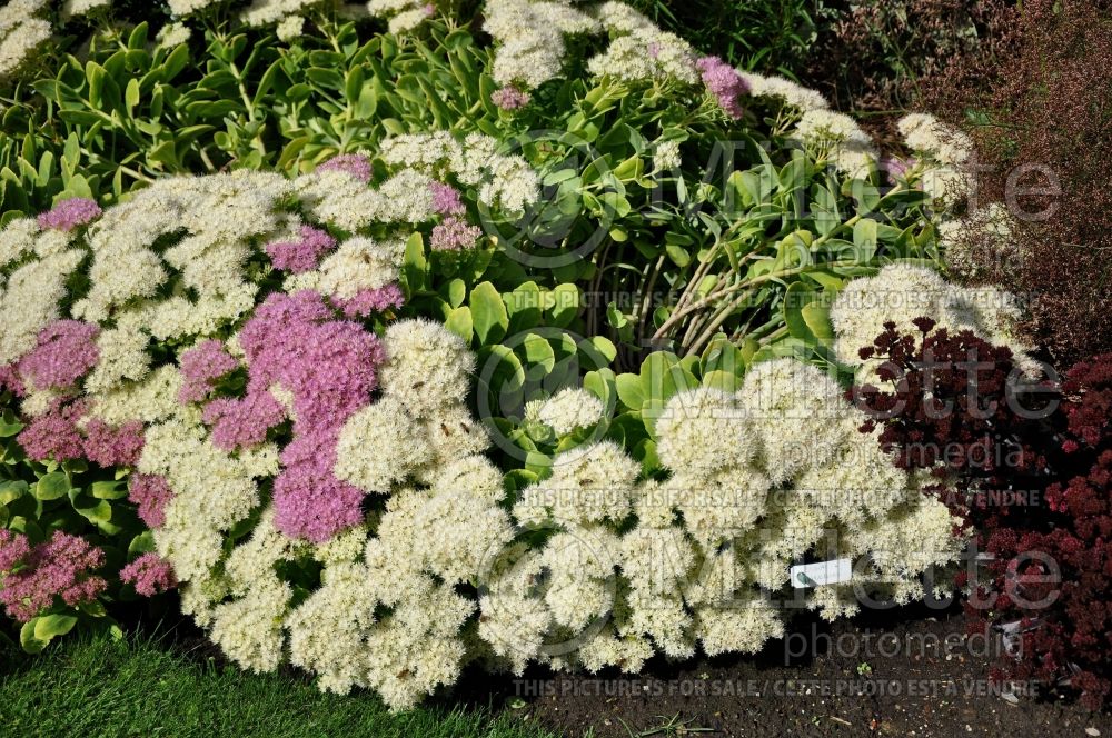 Sedum Iceberg (Stonecrop)  2 