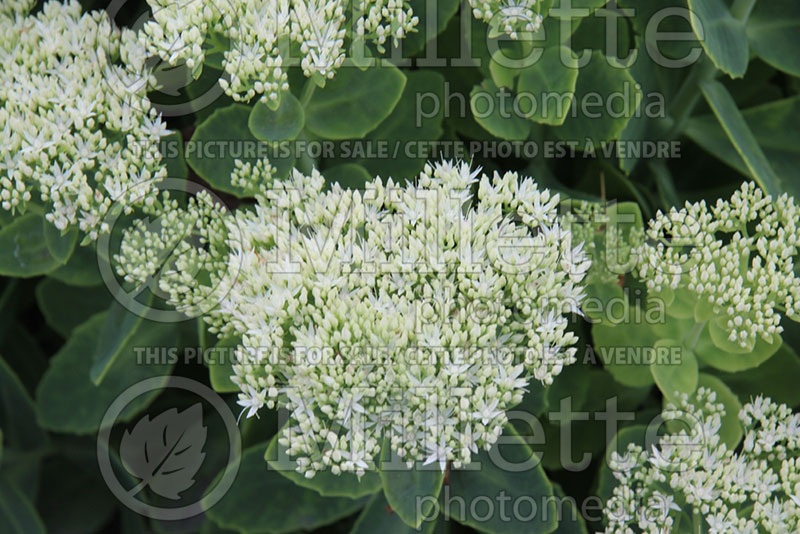 Sedum aka Hylotelephium Stardust (Stonecrop) 2 