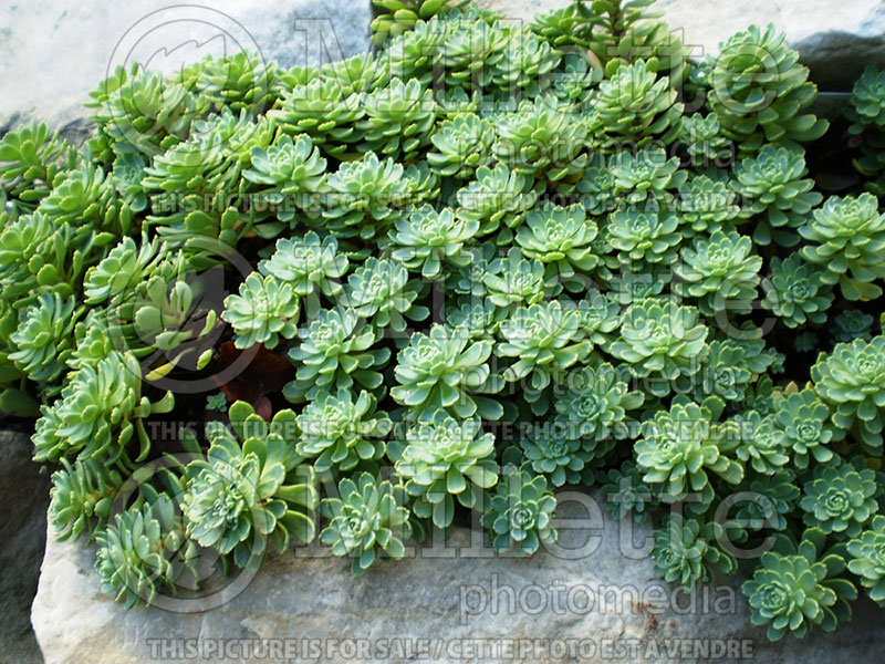 Sedum pachyclados (Stonecrop) 1