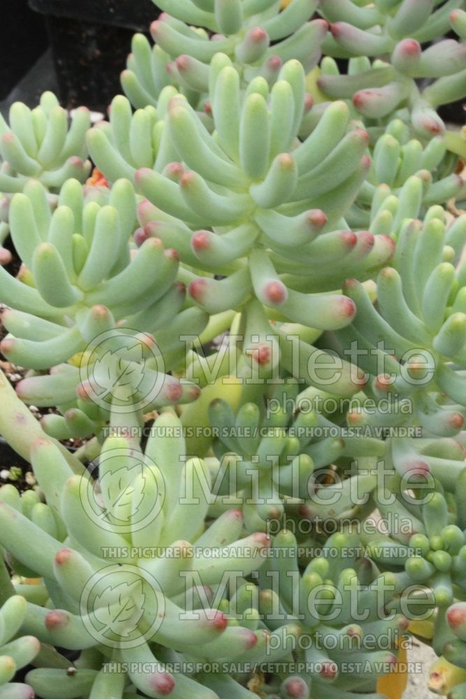 Sedum pachyphyllum (Stonecrop) 2 