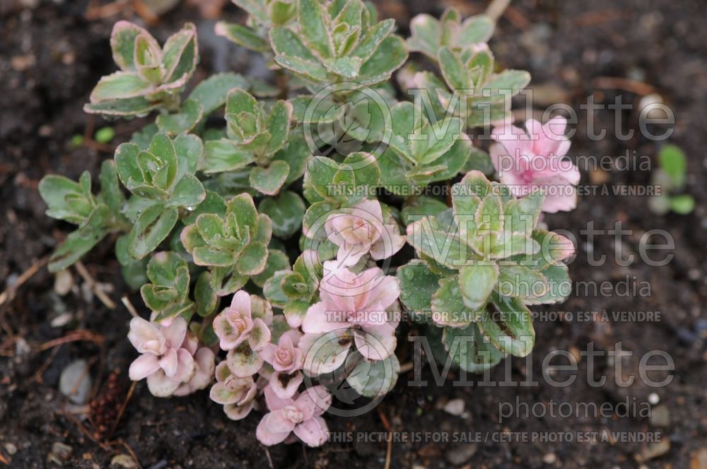 Sedum Pinky Grey (Stonecrop) 1 