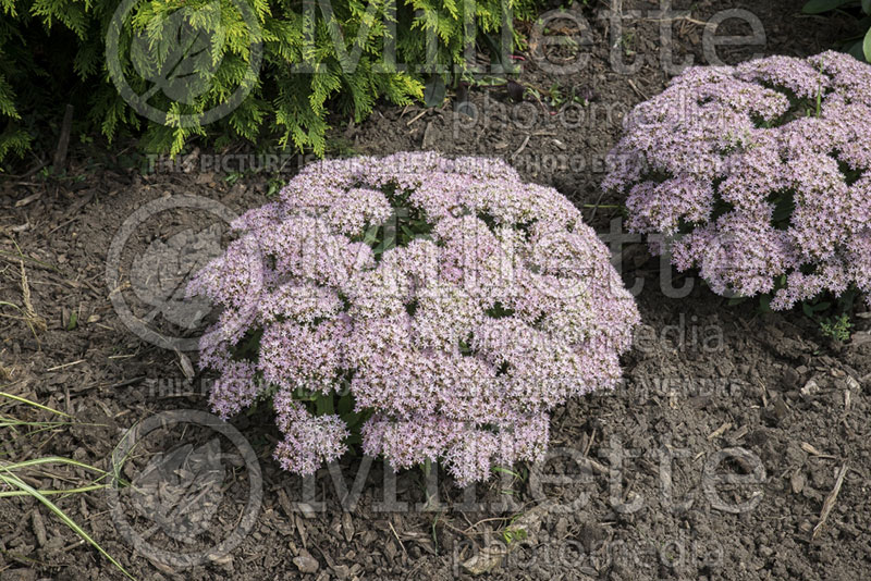 Sedum Pure Joy aka Rock 'N Grow (Stonecrop) 2 