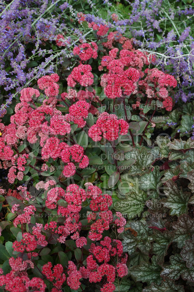 Hylotelephium aka Sedum Red Cauli (Stonecrop) 1 