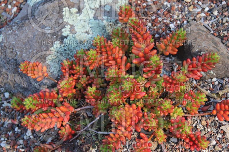 Sedum Aurora (Jelly Bean Plant Stonecrop) 1 