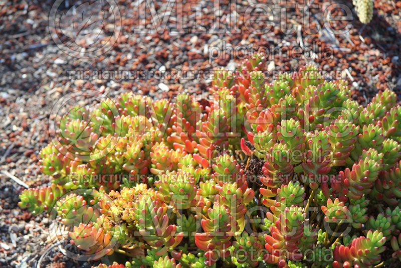 Sedum Aurora (Jelly Bean Plant Stonecrop) 2 