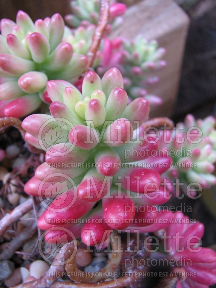 Sedum Aurora (Jelly Bean Plant Stonecrop) 3 