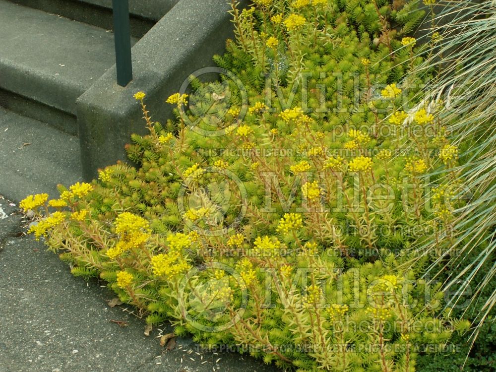 Sedum Angelina (Stonecrop) 8 