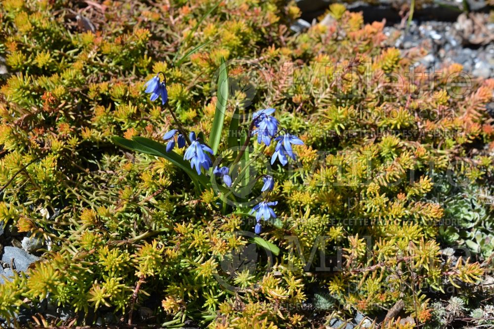 Sedum Angelina (Stonecrop) 5 