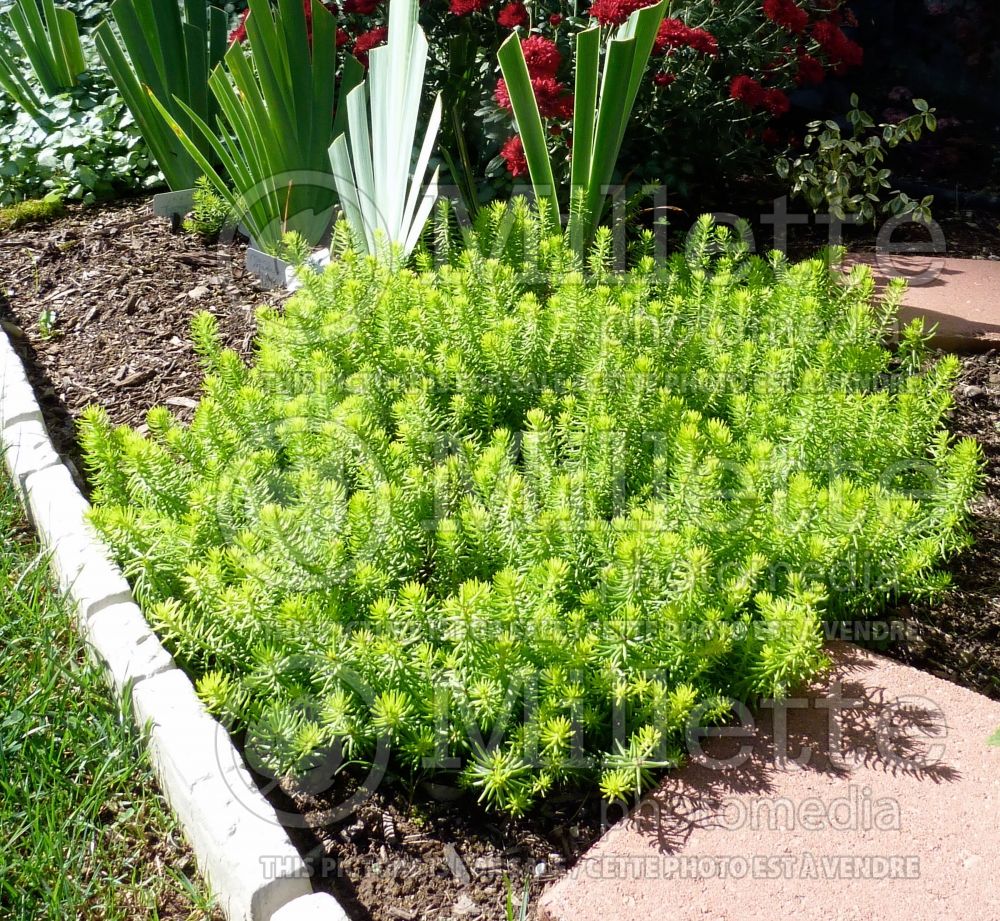 Sedum Angelina (Stonecrop) 7 