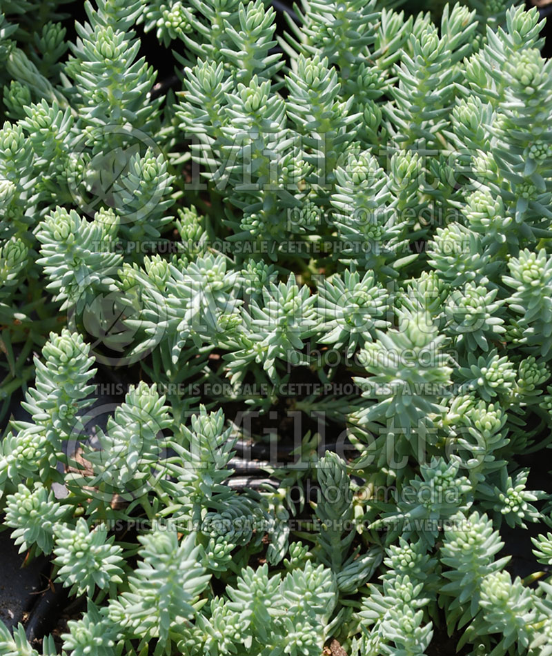 Sedum Blue Spruce (Stonecrop) 2 