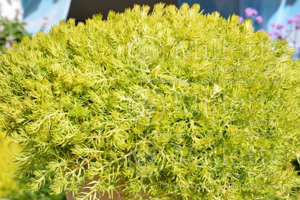 Sedum Lemon Coral (Stonecrop) 1 