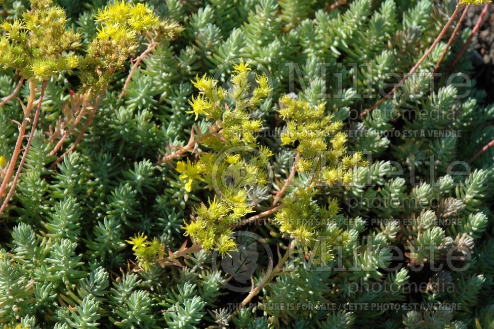 Sedum rupestre (Stonecrop) 1 