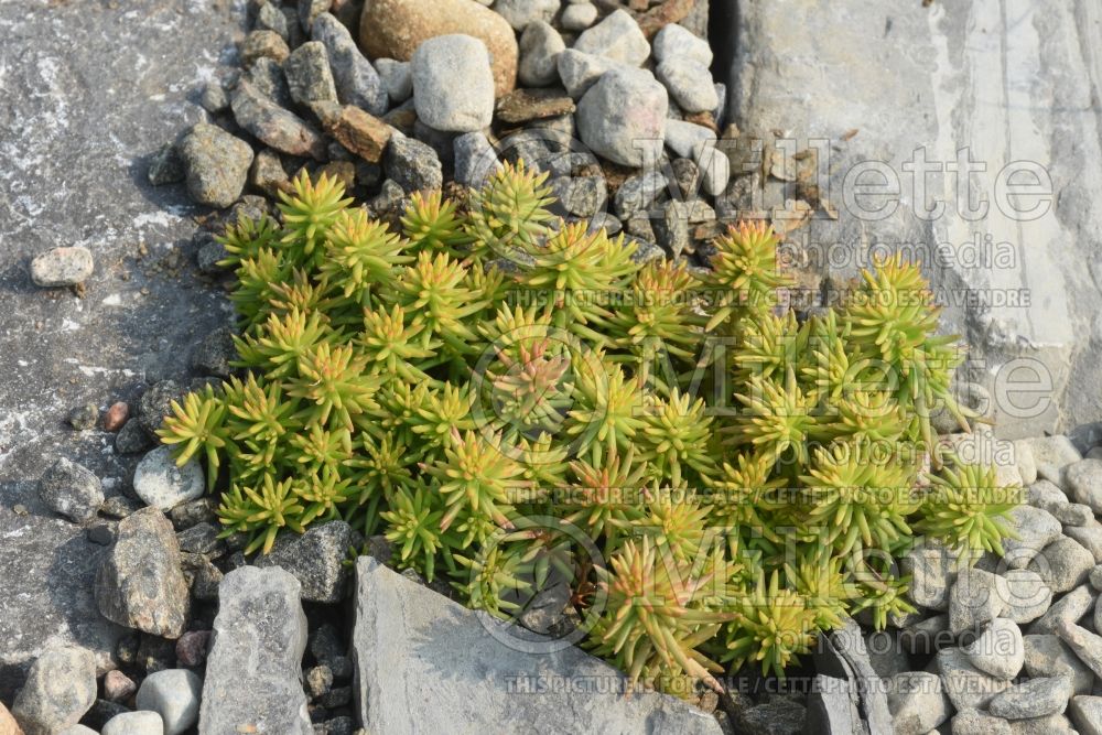 Sedum Sunsparkler Angelina’s Teacup (Stonecrop) 1