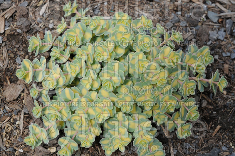 Sedum Mediovariegatum (Stonecrop) 2