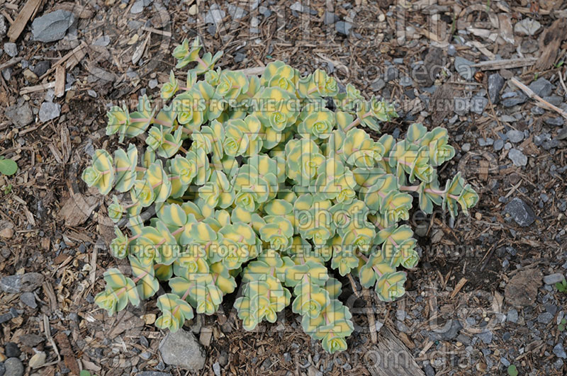 Sedum Mediovariegatum (Stonecrop) 1