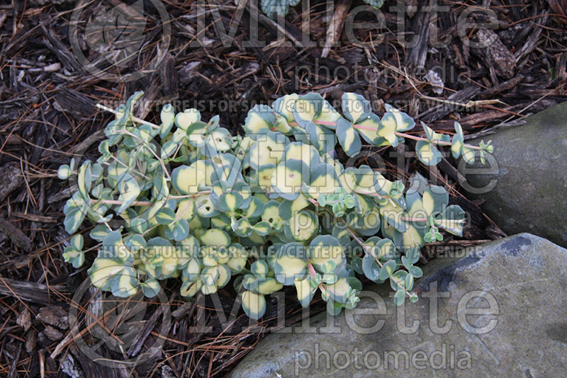 Sedum Variegatum (Stonecrop) 1