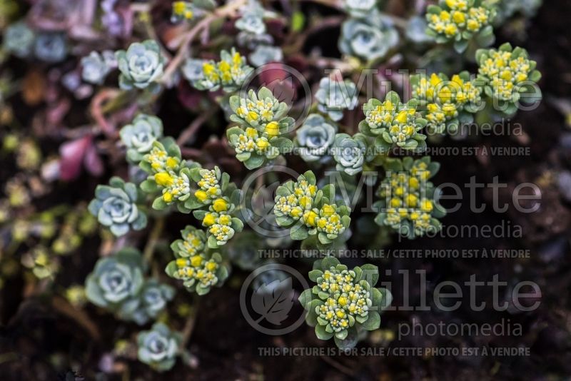 Sedum Cape Blanco (Stonecrop) 1 