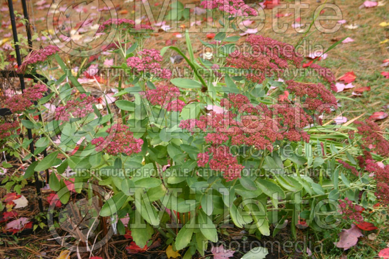 Hylotelephium aka Sedum Autumn Joy aka Herbstfreude (Stonecrop) 2 