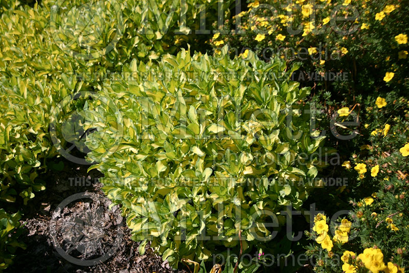 Sedum erythrostictum (Stonecrop) 1