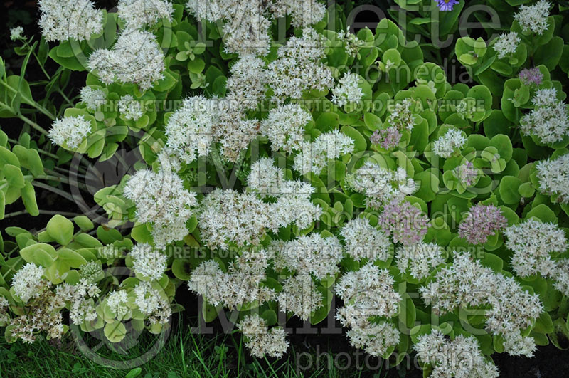 Sedum Iceberg (Stonecrop)  1 