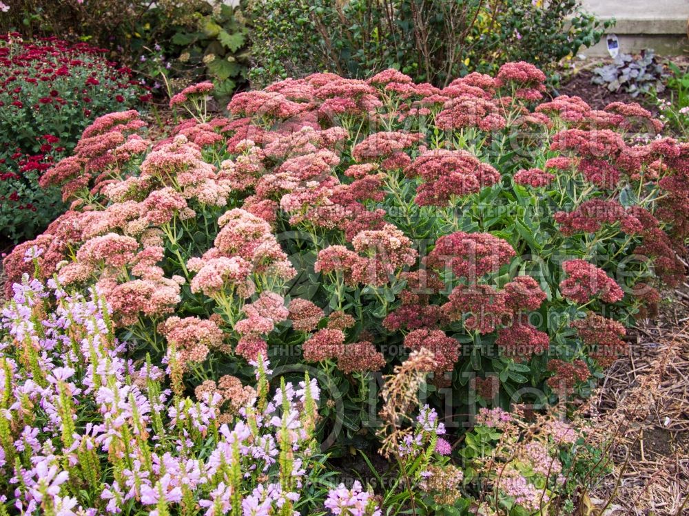 Hylotelephium aka Sedum Autumn Joy aka Herbstfreude (Stonecrop) 8