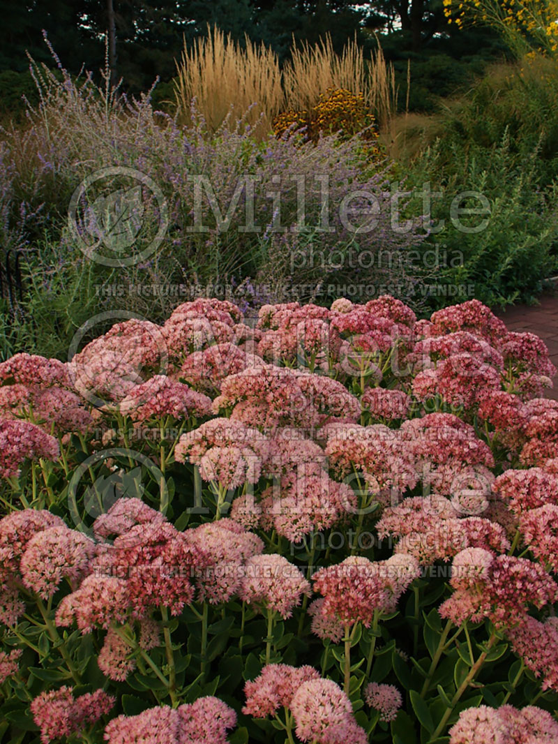 Hylotelephium aka Sedum Autumn Joy aka Herbstfreude (Stonecrop) 4 