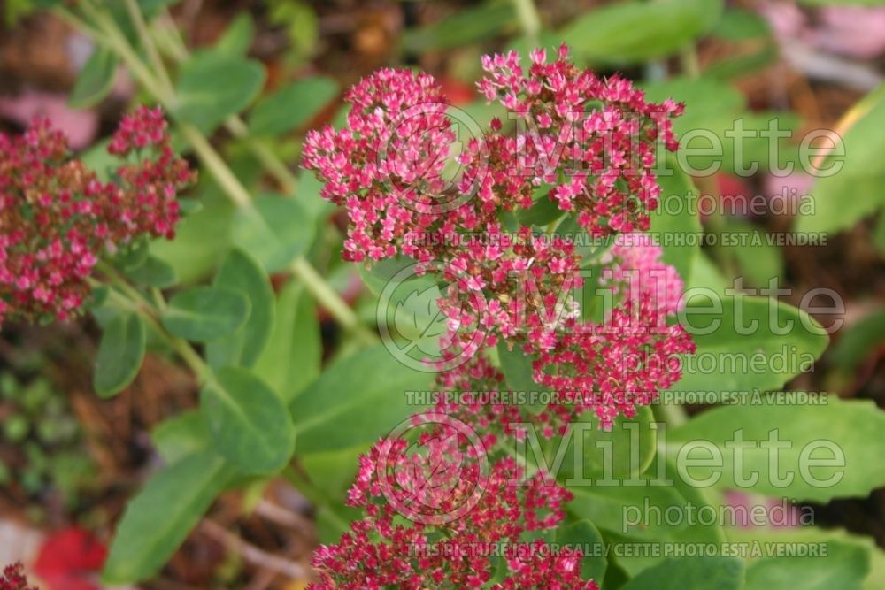 Hylotelephium aka Sedum Autumn Joy aka Herbstfreude (Stonecrop) 3 