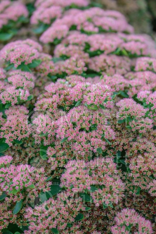 Hylotelephium aka Sedum Autumn Joy aka Herbstfreude (Stonecrop) 6