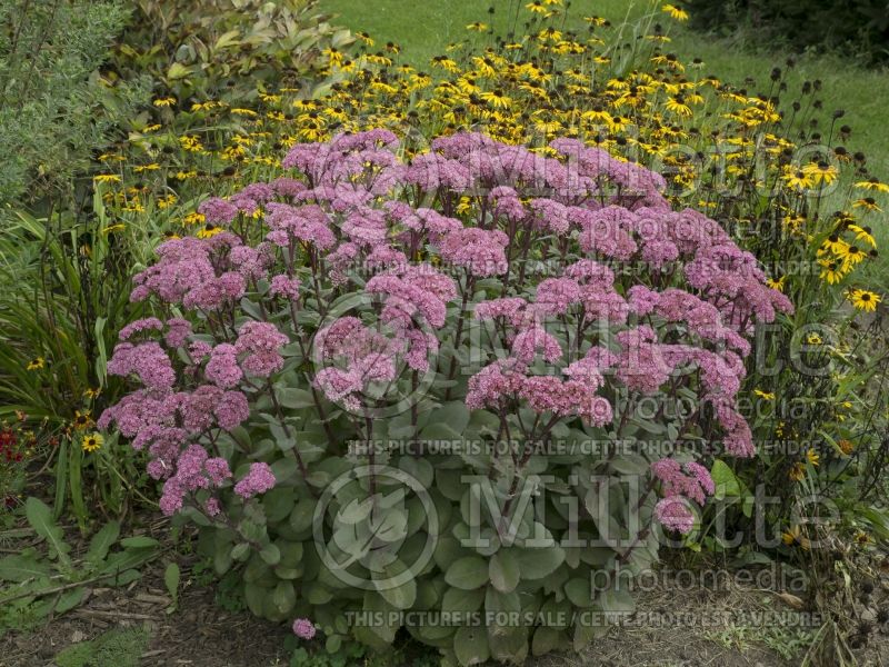 Sedum or Hylotelephium Maestro or Rock 'N Grow (Stonecrop) 9 