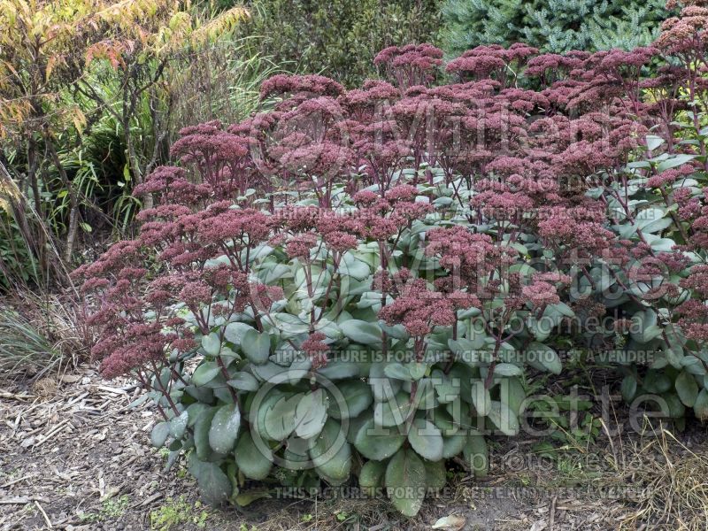 Sedum or Hylotelephium Maestro or Rock 'N Grow (Stonecrop) 10 