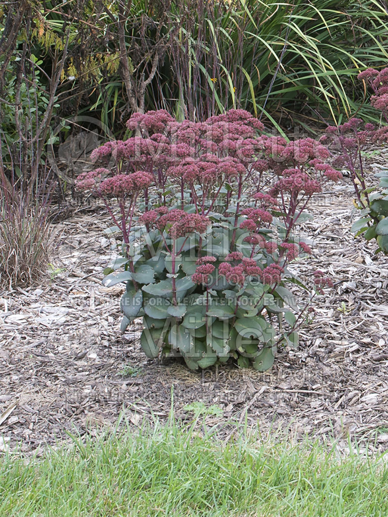 Sedum or Hylotelephium Maestro or Rock 'N Grow (Stonecrop)  6 