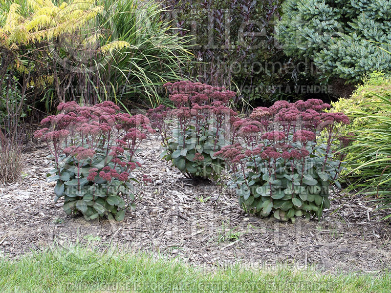 Sedum or Hylotelephium Maestro or Rock 'N Grow (Stonecrop) 7 