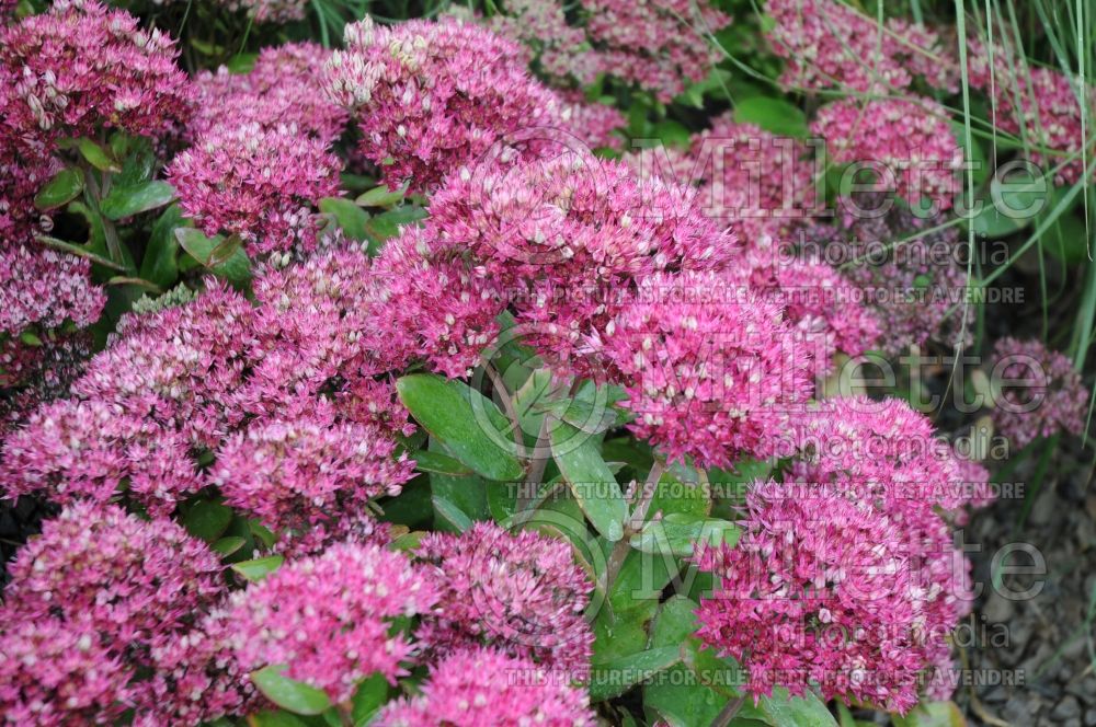 Sedum or Hylotelephium Mr. Goodbud (Stonecrop) 2 