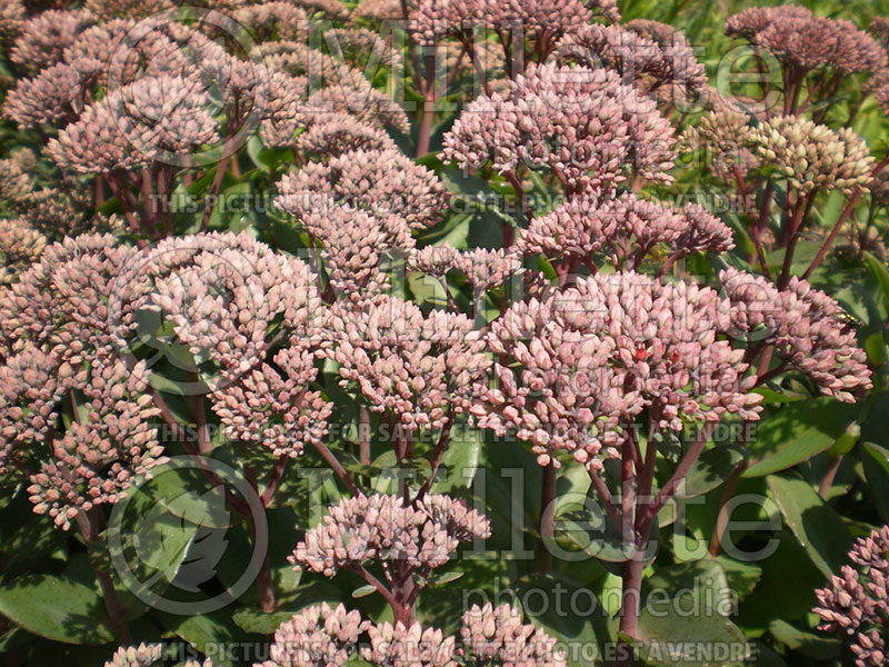 Sedum or Hylotelephium Maestro or Rock 'N Grow (Stonecrop) 5 