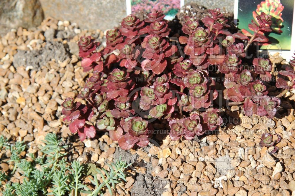 Sedum Dragon's Blood Stonecrop) 2 