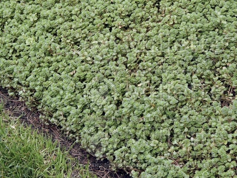 Sedum John Creech  (Stonecrop) 2 