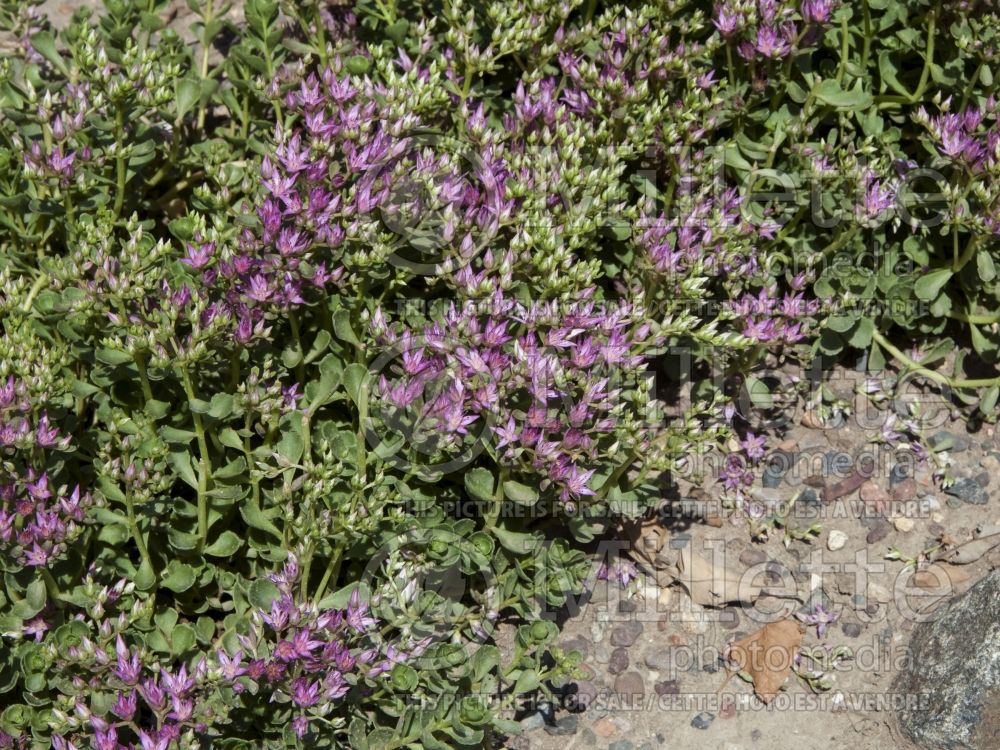 Sedum John Creech  (Stonecrop) 3 