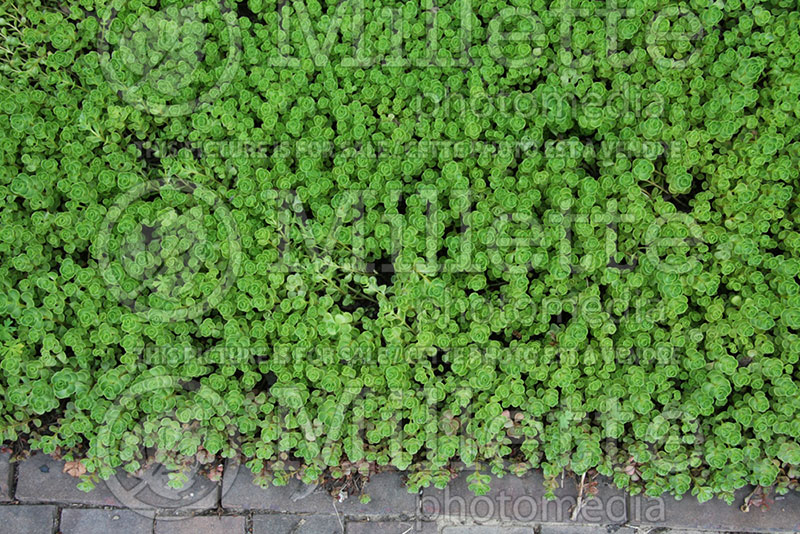 Sedum John Creech  (Stonecrop) 1 