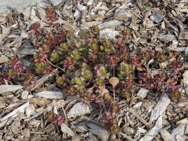 Sedum Red Rock (Stonecrop) 4 