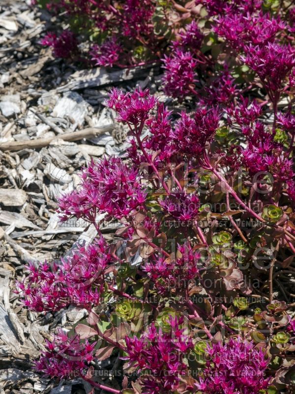 Sedum Red Rock (Stonecrop) 3 