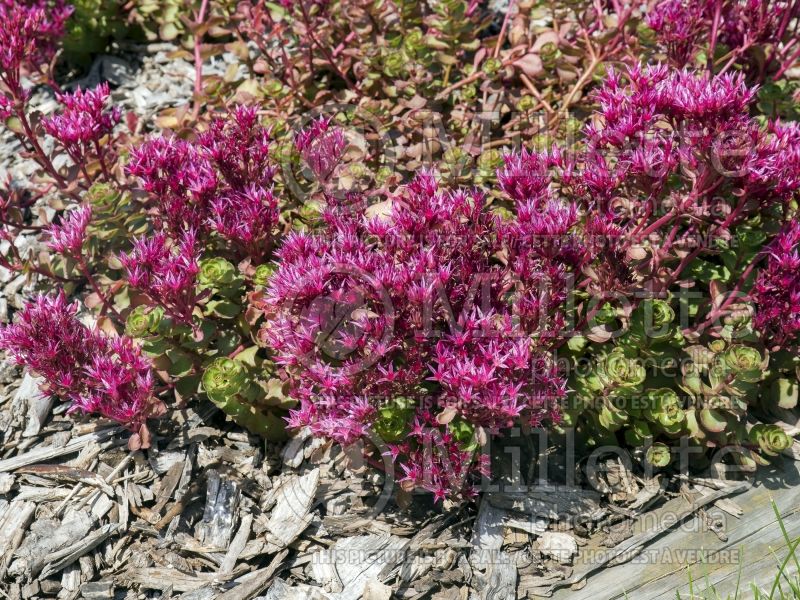 Sedum Red Rock (Stonecrop) 1 