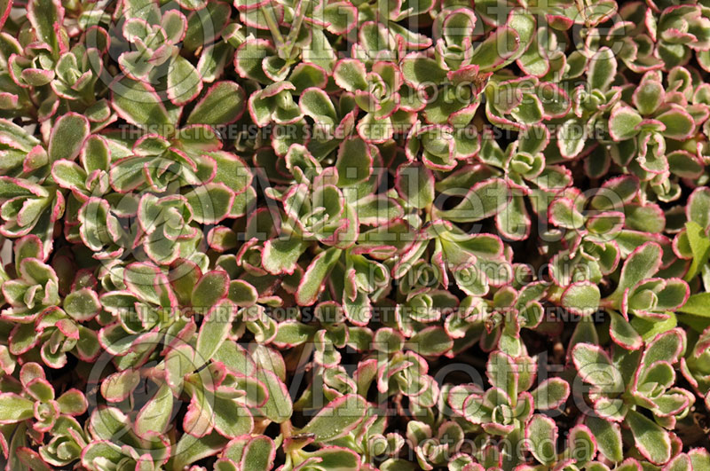 Sedum Tricolor (Stonecrop) 6