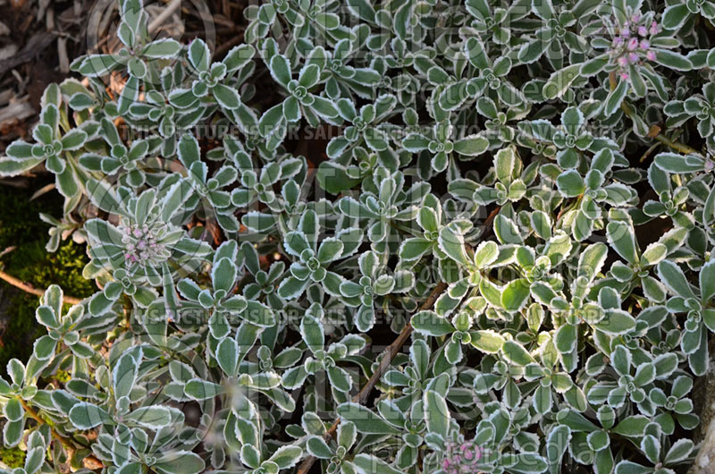 Sedum Tricolor (Stonecrop) 2